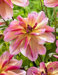 Menu Princess Pinks Dahlia Collection -Cheap Garden Twist Store 74214 dark butterfly decorative dahlia 3