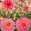 Menu Princess Pinks Dahlia Collection