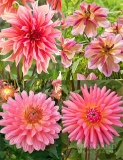 Menu Princess Pinks Dahlia Collection