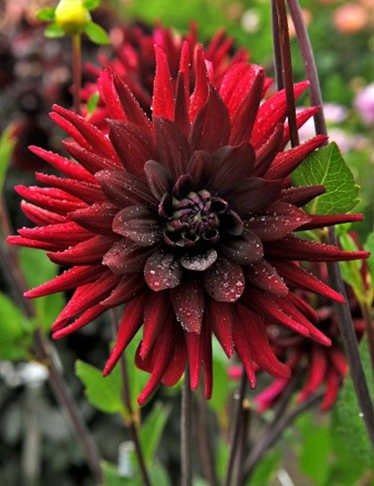 Menu Brigitta Alida Dinnerplate Dahlia 3 Menu Brigitta Alida Dinnerplate Dahlia - Image 3