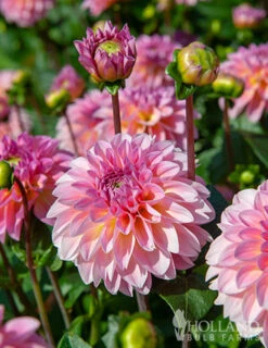 Menu Colorful Investment Dahlia -Cheap Garden Twist Store 74217 colorful investment dahlia 2