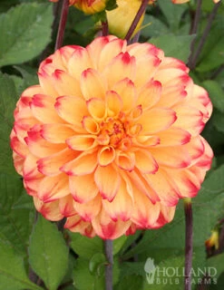 Menu Lady Darlene Dinnerplate Dahlia -Cheap Garden Twist Store 74219 lady darlene dahlia
