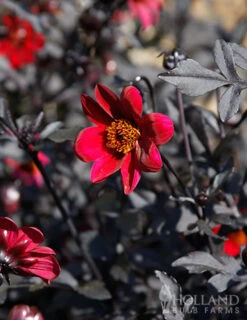 Menu Pulp Fiction Dahlia -Cheap Garden Twist Store 74220 pulp fiction dahlia 2