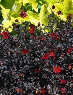 Menu Pulp Fiction Dahlia -Cheap Garden Twist Store 74220 pulp fiction dahlia 3