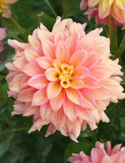 Menu Shimmering Sunset Dahlia Collection -Cheap Garden Twist Store 74221