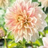 Menu Ice Cube Dahlia