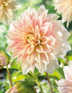 Menu Ice Cube Dahlia