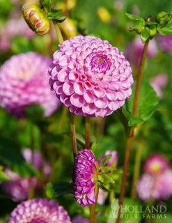 Menu Zippity Do Da Dahlia -Cheap Garden Twist Store 74225 zippity do da dahlia