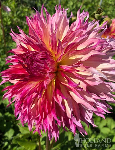 Menu Myrtle's Folly Dahlia 2 Menu Myrtle's Folly Dahlia - Image 2