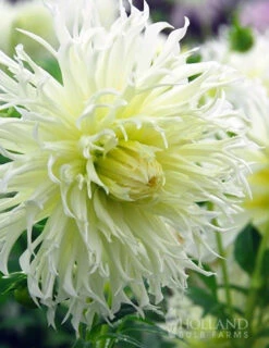 Menu Tsuki-Yori-No-Shisha Dahlia