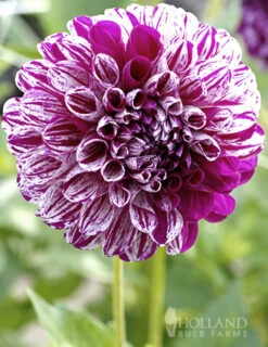 Menu Marble Ball Dahlia -Cheap Garden Twist Store 74230 marble ball dahlia 3