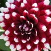 Menu Verdi Glory Patio Dinnerplate Dahlia