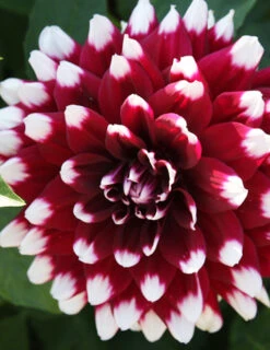 Menu Verdi Glory Patio Dinnerplate Dahlia