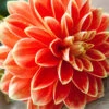 Menu Orange Glory Patio Dinnerplate Dahlia