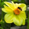 Menu Yellow Sneezy Dahlia