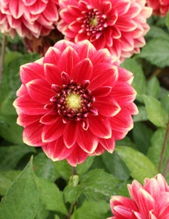 Menu Mr. Optimist Decorative Dahlia -Cheap Garden Twist Store 74237