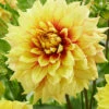 Menu Dazzling Sun Dinnerplate Dahlia