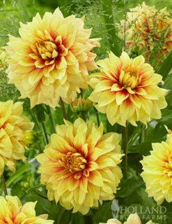 Menu Dazzling Sun Dinnerplate Dahlia -Cheap Garden Twist Store 74240 dazzling sun dinnerplate dahlia 2
