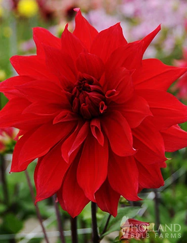Menu Red Decorative Dahlia 2 Menu Red Decorative Dahlia - Image 2
