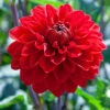 Menu Red Decorative Dahlia