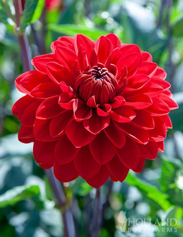 Menu Red Decorative Dahlia 1 Menu Red Decorative Dahlia