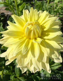 Menu La Luna Dahlia -Cheap Garden Twist Store 74242 la luna dahlia 3