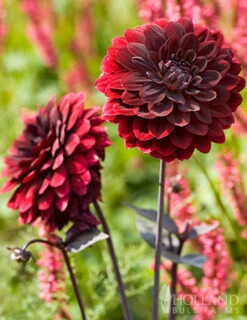 Menu Dazzling Dahlias Duo Collection -Cheap Garden Twist Store 74246 arabian night decorative dahlia 5 1