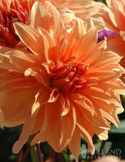 Menu Orange Decorative Dahlia -Cheap Garden Twist Store 74247 orange decorative dahlia 5