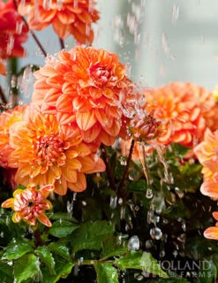 Menu Orange Decorative Dahlia -Cheap Garden Twist Store 74247 orange decorative dahlia 6