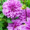 Menu Lilac Time Dahlia
