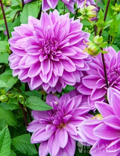 Menu Lilac Time Dahlia
