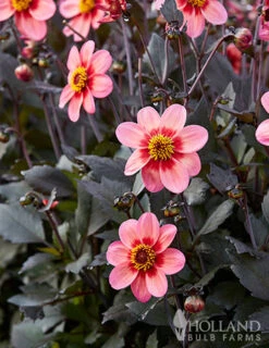 Menu Dahlegria Tri-Colore Dahlia -Cheap Garden Twist Store 74252 dahlegria tri colore dahlia 2