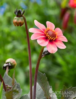 Menu Dahlegria Tri-Colore Dahlia -Cheap Garden Twist Store 74252 dahlegria tri colore dahlia