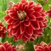 Menu Dutch Carnival Dahlia