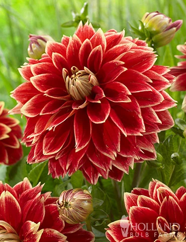 Menu Dutch Carnival Dahlia 1 Menu Dutch Carnival Dahlia