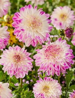 Menu Mango Powder Puff Dahlia Blend -Cheap Garden Twist Store 74260 mango powder puff dahlia blend 2