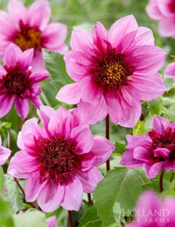 Menu Mango Powder Puff Dahlia Blend -Cheap Garden Twist Store 74260 mango powder puff dahlia blend 3