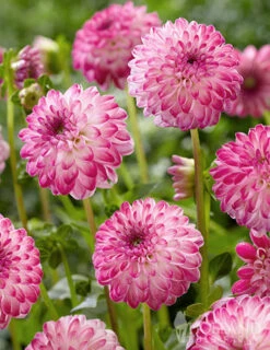 Menu Pink Isa Decorative Dahlia