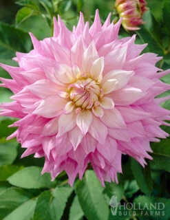 Menu Sir Alfred Ramsey Dinnerplate Dahlia -Cheap Garden Twist Store 74262 sir alfred ramsey dinnerplate dahlia 2