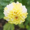 Menu Double Jill Pompon Dahlia
