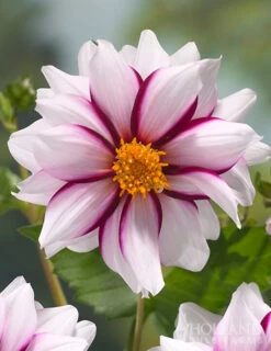 Menu Edge Of Joy Decorative Dahlia -Cheap Garden Twist Store 74266 dahlia mignon edge of joy