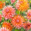 Menu Orange Turmoil Cactus Dahlia