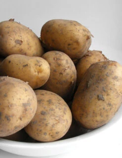 Menu Goldrush Russet Seed Potatoes