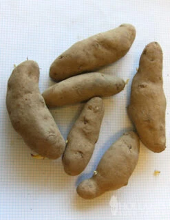Menu Russian Banana Fingerling Potatoes -Cheap Garden Twist Store 75108 russian banana fingerling potatoes 3
