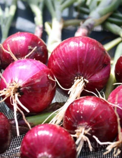 Menu Red Comred Onion Sets