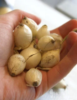 Menu Ebenezer White Onion Sets -Cheap Garden Twist Store 75111 ebenezer white onion sets 2