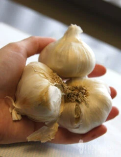 Menu Garlic -Cheap Garden Twist Store 75112 garlic 2