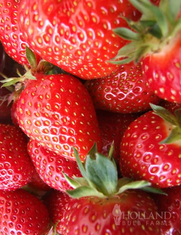 Menu Strawberry Rhubarb Pie Collection 2 Menu Strawberry Rhubarb Pie Collection - Image 2