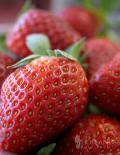 Menu The Berry Patch Collection -Cheap Garden Twist Store 75114 ozark everbearing strawberry plant 1