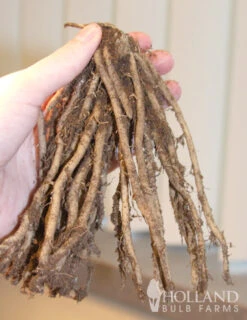 Menu Jersey Giant Asparagus Hybrid 2yr -Cheap Garden Twist Store 75116 jersey giant asparagus 2